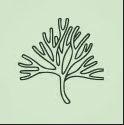 WILDCRAFTED SEA MOSS