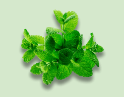 Chlorophyll