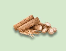 Burdock Root