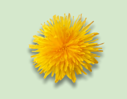 Dandelion