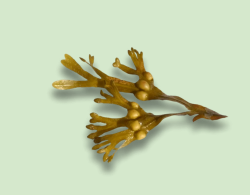 Bladder Wrack